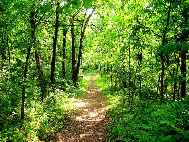 a_walk_in_the_woods_by_moonlightrose44